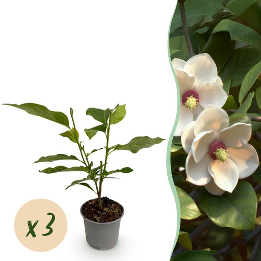 "Gartenpflanze - Magnolia sieboldii - Blüte Weiß-Rot - 3 Pflanzen - Laubabwerfend - Wenig Pflege - Topf 12cm Höhe 30cm image"