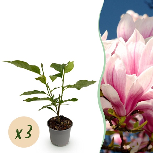 "Tulpen-Magnolie (Magnolia soulangeana) – winterharter Zierstrauch, Höhe ca. 12 cm image"