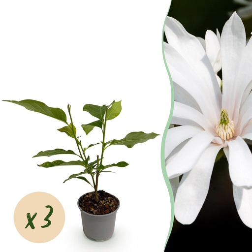 "Gartenpflanze - Magnolia stellata Royal Star - Blüte Weiß - 3 Pflanzen - Laubabwerfend - Wenig Pflege - Topf 12cm Höhe 30cm image"
