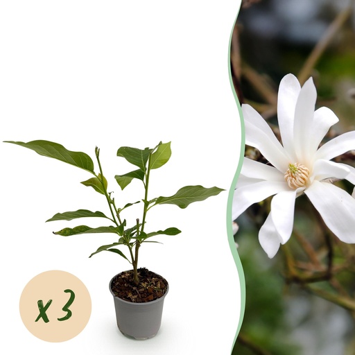 "Sternmagnolie (Magnolia stellata) – winterharter Zierstrauch, Höhe ca. 12 cm image"