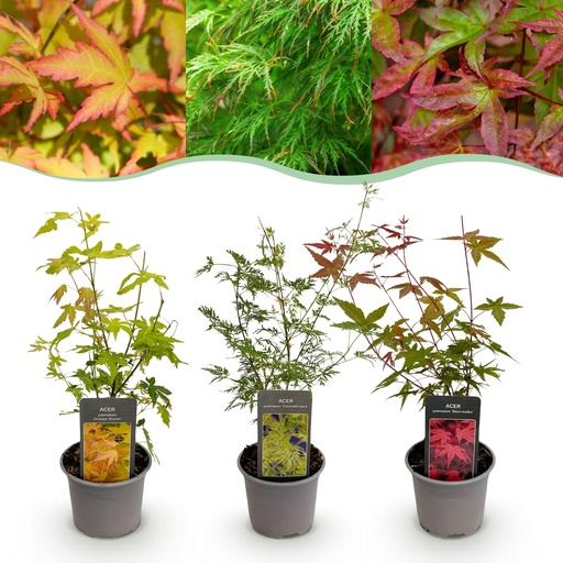 "Fächerahorn (Acer palmatum) – winterharter Zierbaum, Höhe ca. 12 cm image"