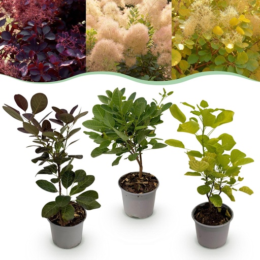 "Gartenpflanze - Cotinus coggyria Tricolour - Lila-Grün-Gelb - 3 Pflanzen - Laubabwerfend - Wenig Pflege - Topf 12cm Höhe 35cm image"