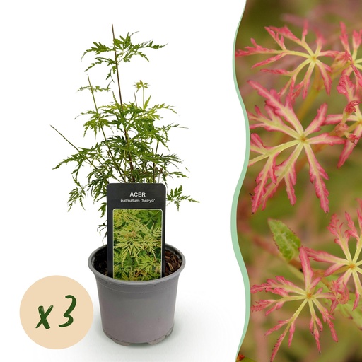 "Fächerahorn (Acer palmatum) – winterharter Zierbaum, Höhe ca. 12 cm image"