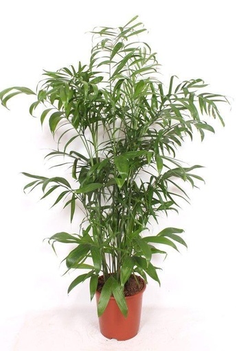 "Chamaedorea Seifrizii - 180 cm  image"