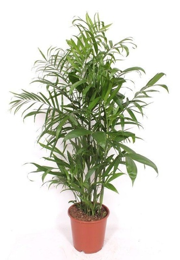 "Chamaedorea Seifrizii - 150cm image"