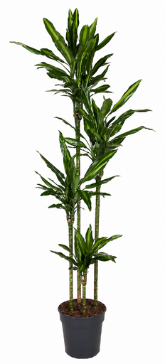 "Drachenbaum (Dracaena cincta) – pflegeleichte Zimmerpflanze, Höhe ca. 200 cm image"