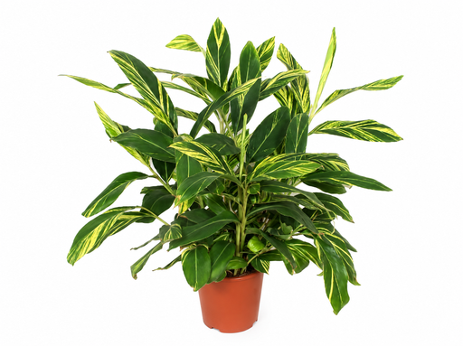 "Alpinia Variegata - 90 cm  image"