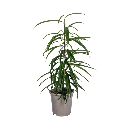 "Ficus Binnendijkii Alii Ø17cm - ↕60 - 80cm image"