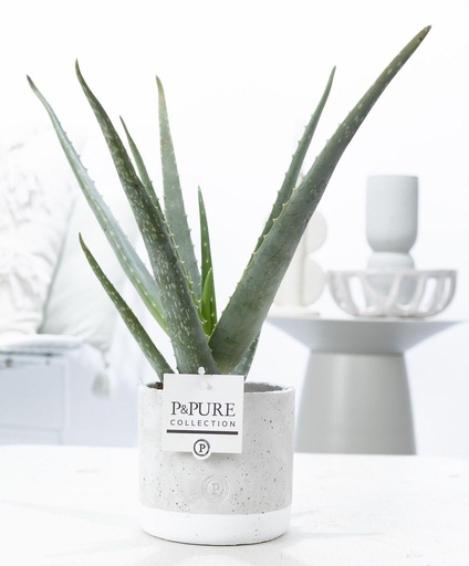 "Echte Aloe (Aloe vera) – pflegeleichte Zimmerpflanze, Topf-Ø 12 cm, Höhe ca. 45 cm image"