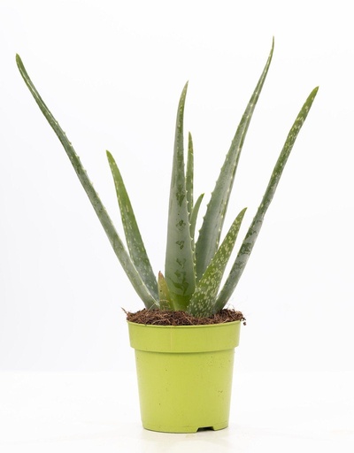 "Echte Aloe (Aloe vera) – pflegeleichte Zimmerpflanze, Topf-Ø 12 cm, Höhe ca. 40 cm image"