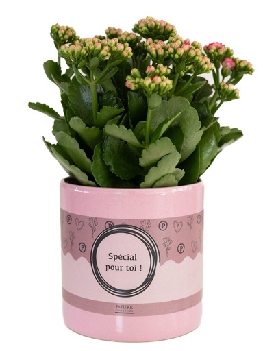 "Kalanchoe Rosa In P&PURE "SPECIAL POUR TOI" Verpackung - Ø12cm - ↕27cm image"