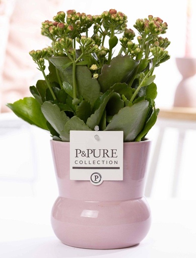"Kalanchoe Pink In P&PURE Plant Vase Maxima Pink - Ø12cm - ↕27cm image"