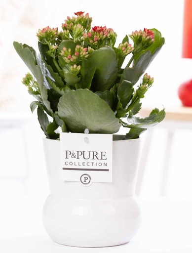 "Kalanchoe Red In P&PURE Plant Vase Maximawhite - Ø12cm - ↕27cm image"