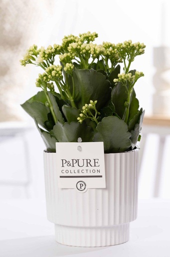 "Kalanchoe White In P&PURE Ivy Ceramics - Ø12cm - ↕27cm image"