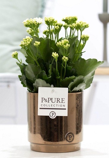 "Kalanchoe Weiß In P&PURE Juliette Keramik Goldbronze - Ø12cm - ↕27cm image"