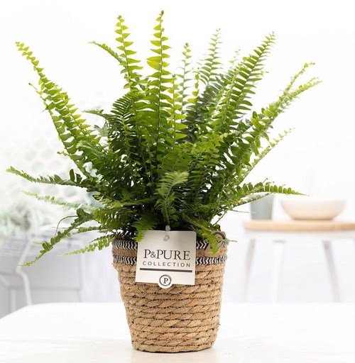 "Nephrolepis Green Lady In P&PURE Basket - Ø12cm - ↕35cm image"