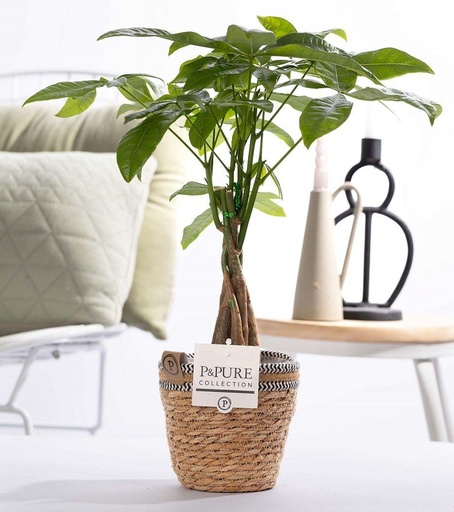 "Pachira Aquatica im P&PURE Korb - Ø12cm - ↕45cm image"