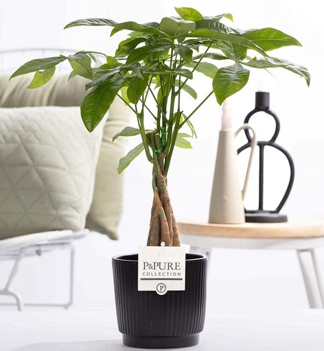 "Pachira Aquatica in P&PURE Keramik Liv - Ø12cm - ↕45cm image"