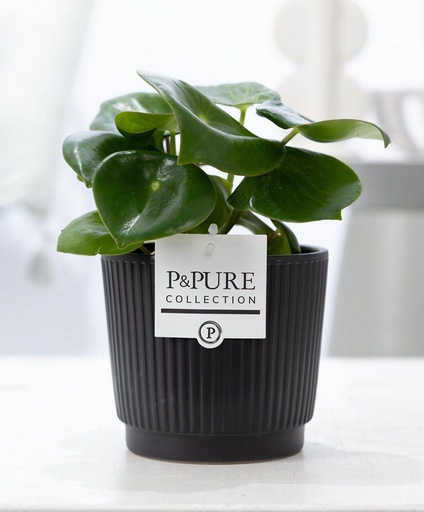 "Peperomie (Peperomia polybotrya) – pflegeleichte Zimmerpflanze, Topf-Ø 12 cm, Höhe ca. 25 cm image"
