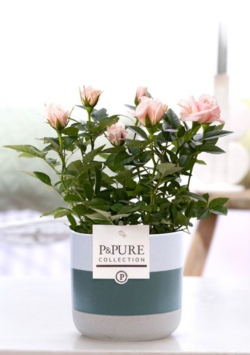 "Rosa Light Pink In P&PURE Lauren Ceramics - Ø12cm - ↕30cm image"