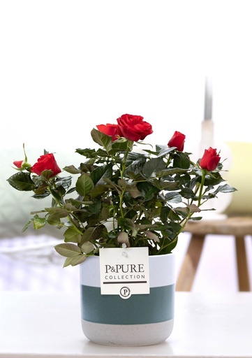 "Rosa Red In P&PURE Lauren Ceramics - Ø12cm - ↕30cm image"