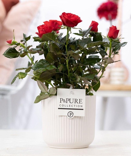 "Rosa Red In P&PURE Sophie Ceramics White - Ø12cm - ↕30cm image"
