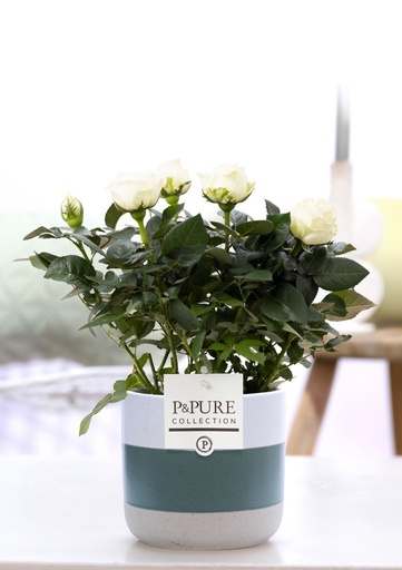 "Rosa White In P&PURE Lauren Ceramics - Ø12cm - ↕30cm image"