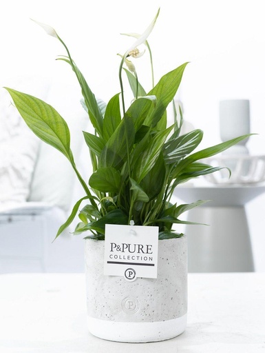 "Spathiphyllum In P&PURE Jade Ceramics - Ø12cm - ↕35cm image"