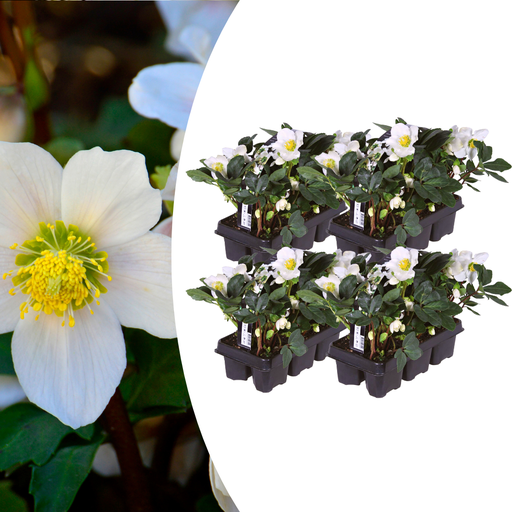 "Helleborus niger ‘Christmas Carol’ – 24 Christrosen im Set (4 x Sixpack) image"