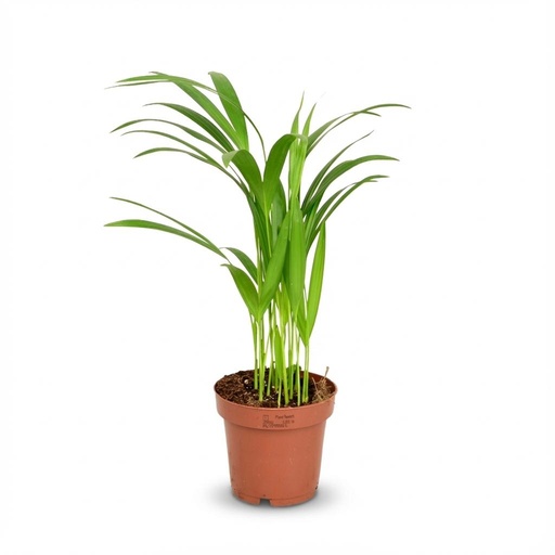 "Goldfruchtpalme (Areca) – pflegeleichte Zimmerpflanze, Topf-Ø 12 cm, Höhe ca. 12 cm image"