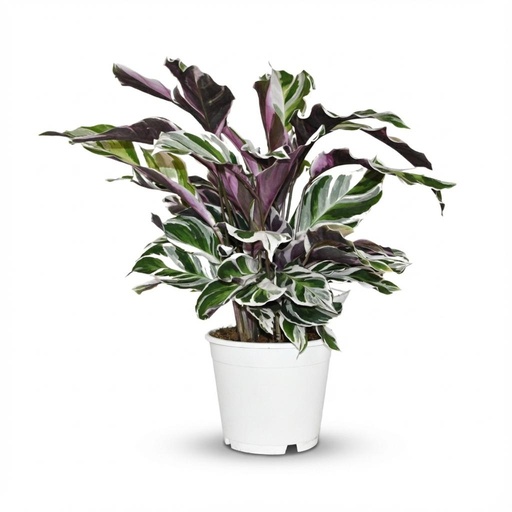 "Korbmarante (Calathea 'Fusion) – pflegeleichte Zimmerpflanze, Topf-Ø 14 cm, Höhe ca. 14 cm image"