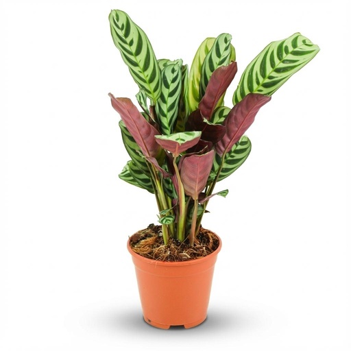 "Kamm-Marante (Ctenanthe burle-marxii) – pflegeleichte Zimmerpflanze, Topf-Ø 14 cm, Höhe ca. 14 cm image"