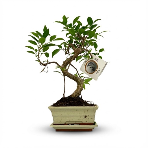 "Bonsai S-Form Baum - Ø 15 cm - Höhe: 30-35 cm (Keramik-Mix) image"