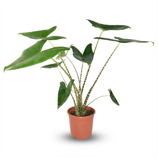 "Zebrakraut 'Zebrina' (Alocasia zebrina) – pflegeleichte Zimmerpflanze, Topf-Ø 21 cm, Höhe ca. 21 cm image"