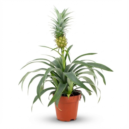 "Zierananas (Ananaspflanze mi) – pflegeleichte Zimmerpflanze, Topf-Ø 12 cm, Höhe ca. 12 cm image"