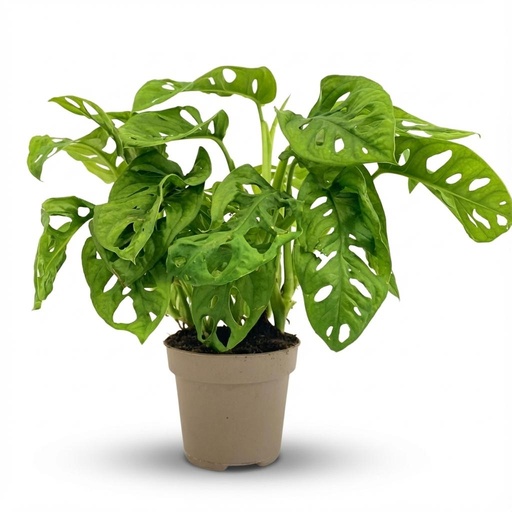 "Monstera Adansonii Monkey Mask - Ø 12 cm - Höhe: 25-35cm image"