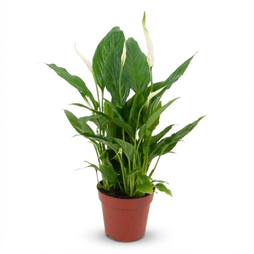 "Spathiphyllum - Ø 12 cm - Höhe: 35 - 40 cm image"