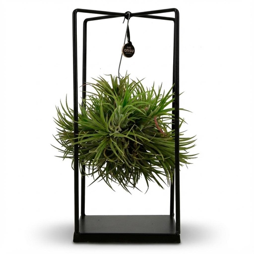 "Tillandsia Luftpflanze im Dekor - Ø 14 cm - Höhe: 30 cm image"
