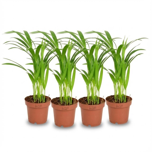 "4x Areca Dypsis Lutescens Goldfruchtpalme - Ø 12 cm - Höhe: 40 cm image"