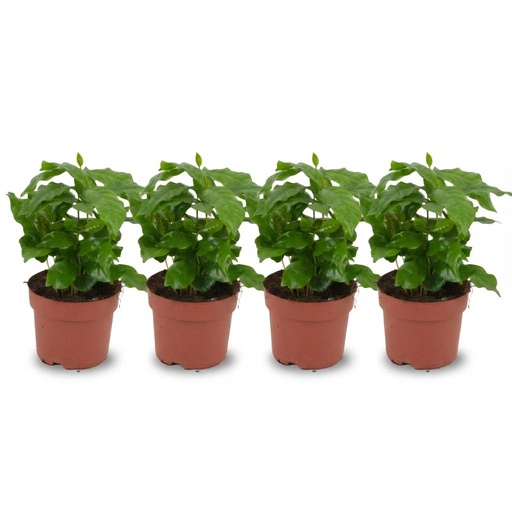 "Kaffeepflanze 4er-Set (Coffea arabica) – pflegeleichte Zimmerpflanze, Topf-Ø 12 cm, Höhe ca. 12 cm image"