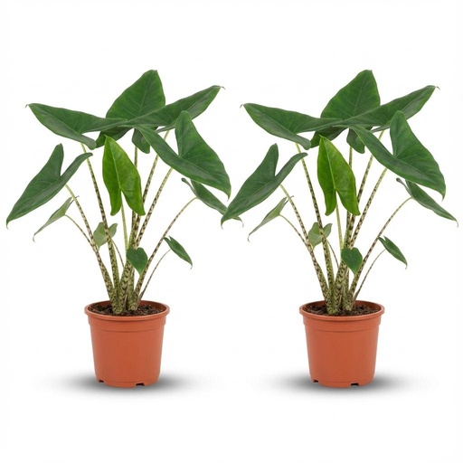 "Zebrakraut 'Zebrina' (Alocasia zebrina) – pflegeleichte Zimmerpflanze, Topf-Ø 21 cm, Höhe ca. 21 cm image"