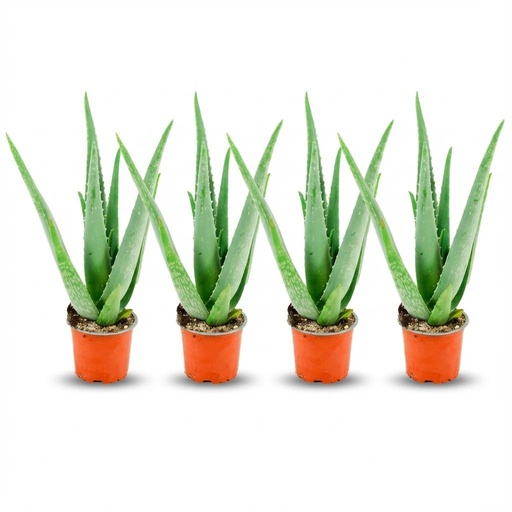 "Echte Aloe (Aloe vera) – pflegeleichte Zimmerpflanze, Topf-Ø 10,5 cm, Höhe ca. 10,5 cm image"