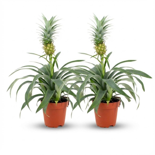"Zierananas (Ananaspflanze mi) – pflegeleichte Zimmerpflanze, Topf-Ø 12 cm, Höhe ca. 12 cm image"