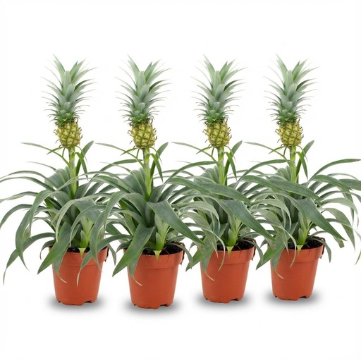 "Zierananas (Ananaspflanze mi) – pflegeleichte Zimmerpflanze, Topf-Ø 12 cm, Höhe ca. 12 cm image"