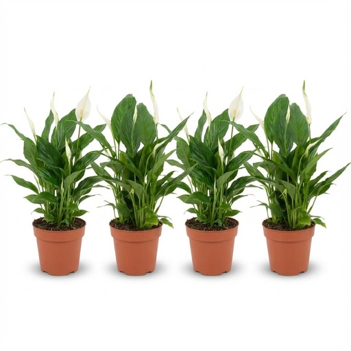 "Einblatt (Spathiphyllum wallisii) – pflegeleichte Zimmerpflanze, Topf-Ø 12 cm, Höhe ca. 12 cm image"