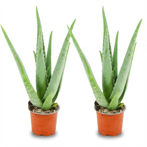 "Aloë Vera - 2 Stück - Ø 10,5 cm - Höhe: 35 - 40cm image"