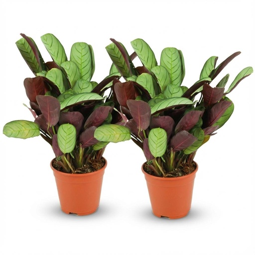"Kamm-Marante (Ctenanthe burle-marxii) – pflegeleichte Zimmerpflanze, Topf-Ø 14 cm, Höhe ca. 14 cm image"
