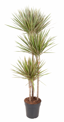 "Zweifarbiger Drachenbaum (Dracaena bicolor) – pflegeleichte Zimmerpflanze, Höhe ca. 160 cm image"