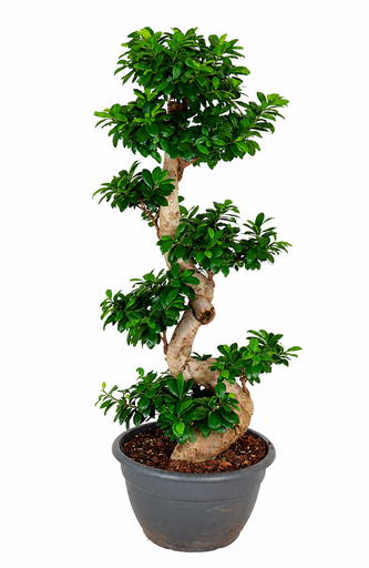 "Ginseng S-Form - 140 cm image"