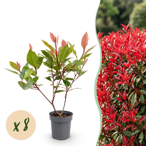 "8x Photinia fraseri Little Red Robin - Glanzmispel - Heckenpflanzen - Immergrün - Rot - Topf 9cm - Höhe 25-35cm image"